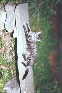 scan0001.tif